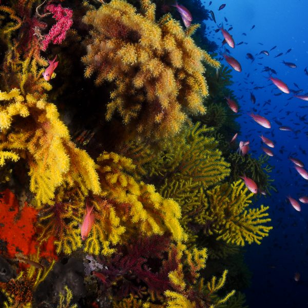 Vista detallada d'un corall amb peixus petits al voltant